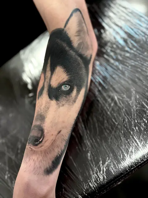 Retrato de husky